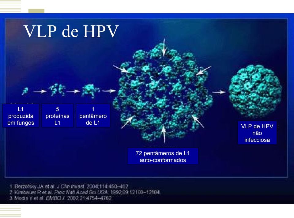 pentâmero de L1 VLP de HPV não