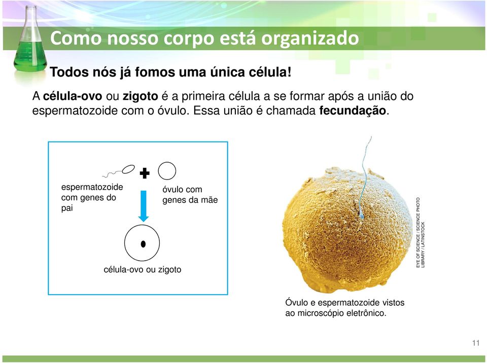 com o óvulo. Essa união é chamada fecundação.