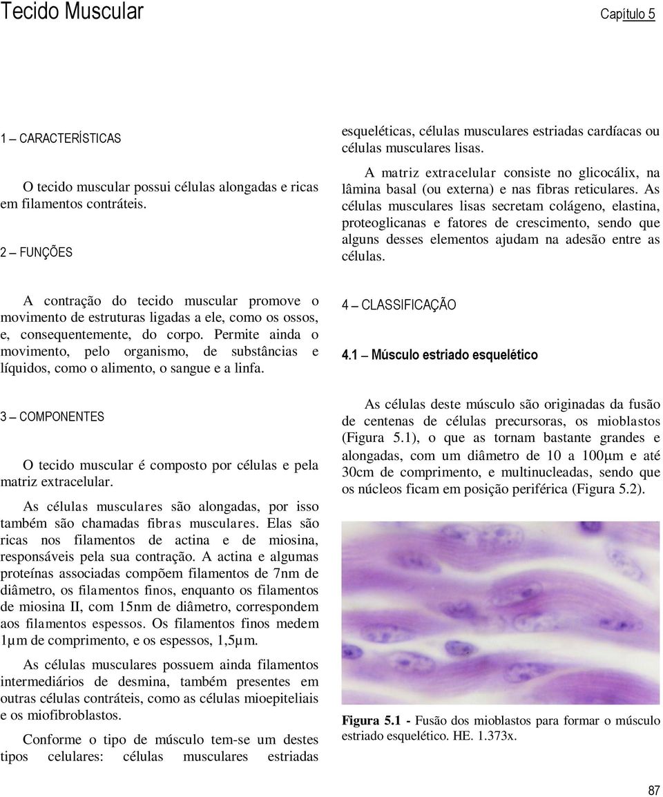 As células musculares lisas secretam colágeno, elastina, proteoglicanas e fatores de crescimento, sendo que alguns desses elementos ajudam na adesão entre as células.