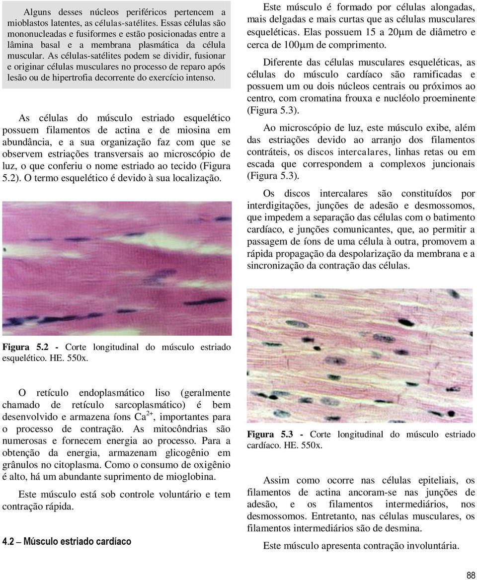 As células-satélites podem se dividir, fusionar e originar células musculares no processo de reparo após lesão ou de hipertrofia decorrente do exercício intenso.