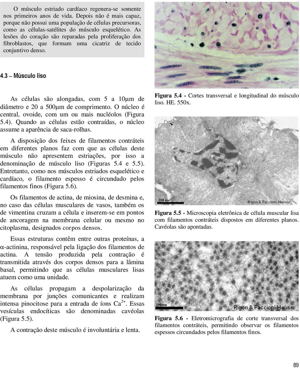 As lesões do coração são reparadas pela proliferação dos fibroblastos, que formam uma cicatriz de tecido conjuntivo denso. 4.