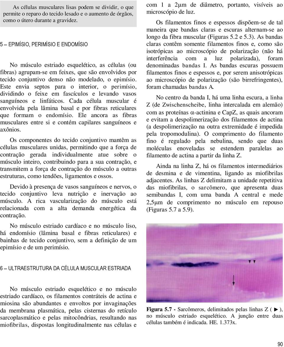 Este envia septos para o interior, o perimísio, dividindo o feixe em fascículos e levando vasos sanguíneos e linfáticos.