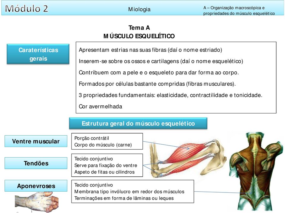 3 propriedades fundamentais: elasticidade, contractilidade e tonicidade.