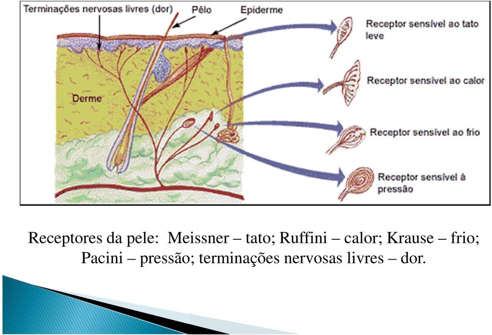 calor; Krause frio; Pacini