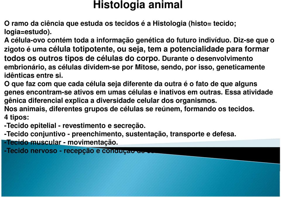 Durante o desenvolvimento embrionário, as células dividem-se por Mitose, sendo, por isso, geneticamente idênticas entre si.