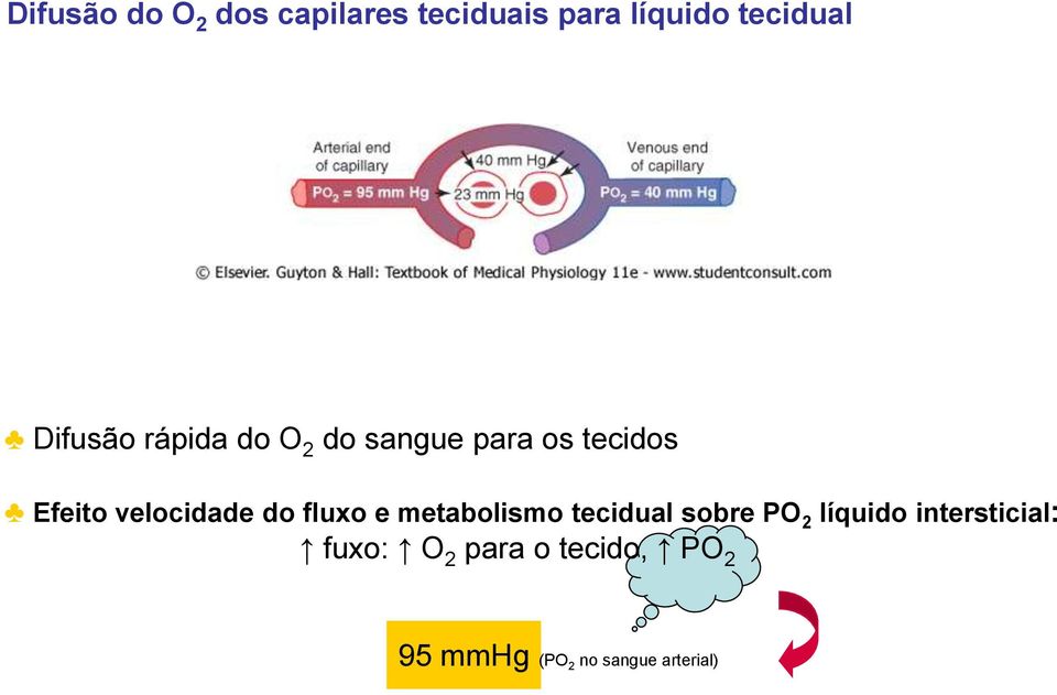 velocidade do fluxo e metabolismo tecidual sobre PO 2 líquido