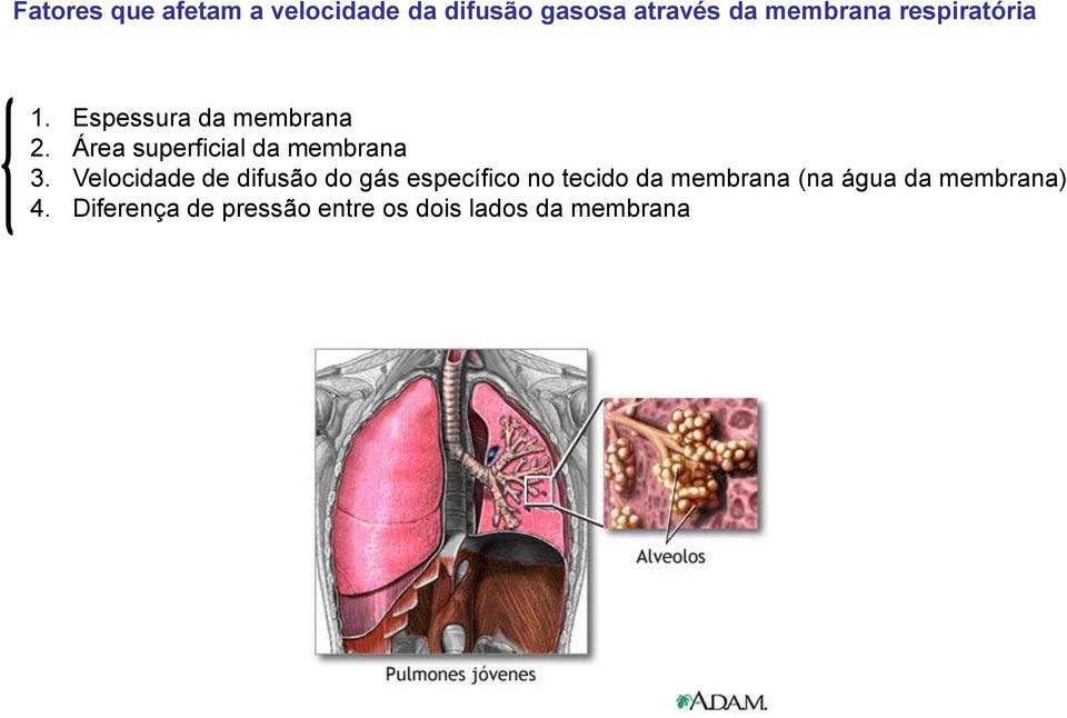 Área superficial da membrana 3.