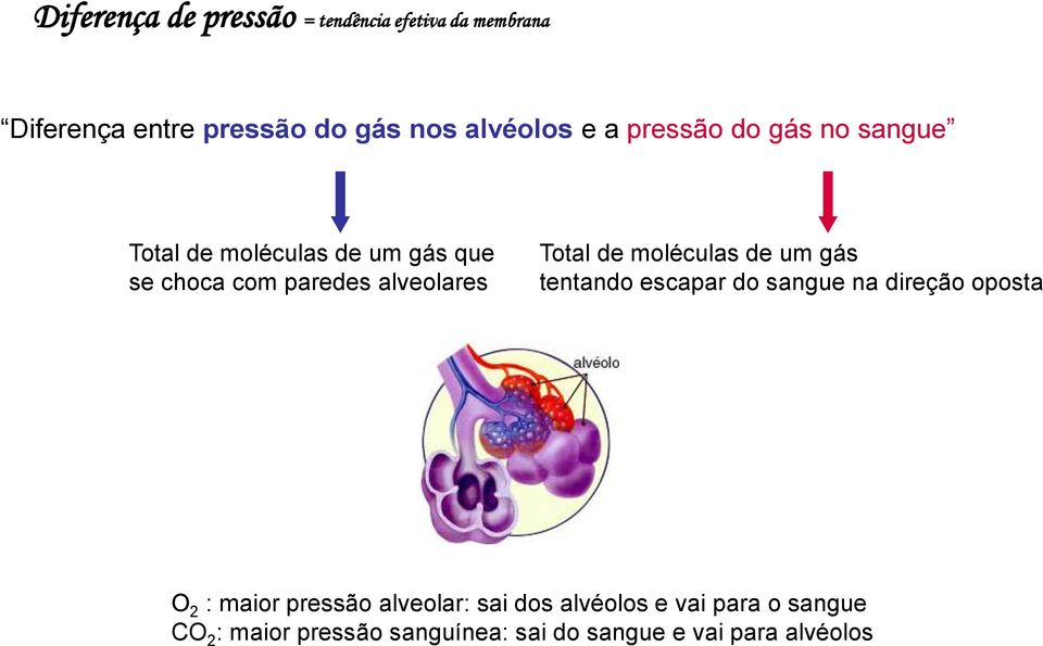 de moléculas de um gás tentando escapar do sangue na direção oposta O 2 : maior pressão alveolar: