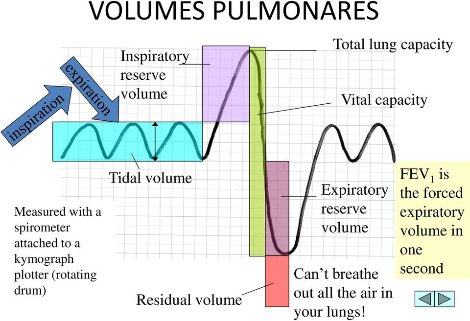 (rotating drum) Tidal volume Residual volume Expiratory reserve volume Can t