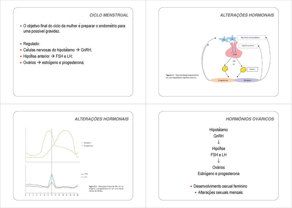 Regulado: Ceĺulas nervosas do hipotaĺamo GnRH; Hipo fise anterior FSH e LH; Ovários estroǵeno e