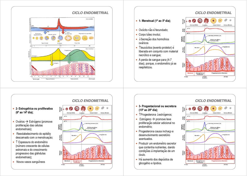 Menstrual CICLO ENDOMETRIAL Progestacional ou Secretora CICLO ENDOMETRIAL 3- Progestacional ou secretora 2- Estroge nica ou proliferativa (6º ao 14º dia); Ova rios Estro geno (promove proliferaça o