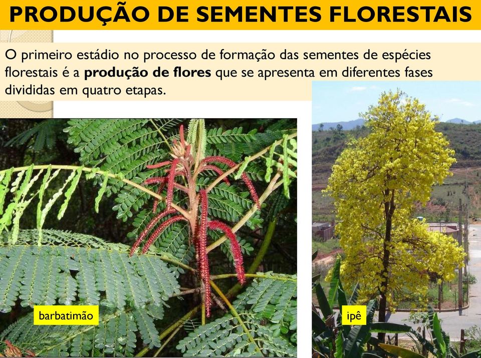 florestais é a produção de flores que se apresenta em