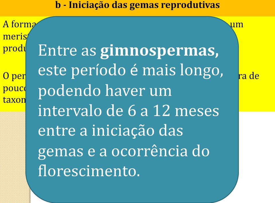 Entre as gimnospermas, este período é mais longo, O período desde o início da gema até o florescimento dura de