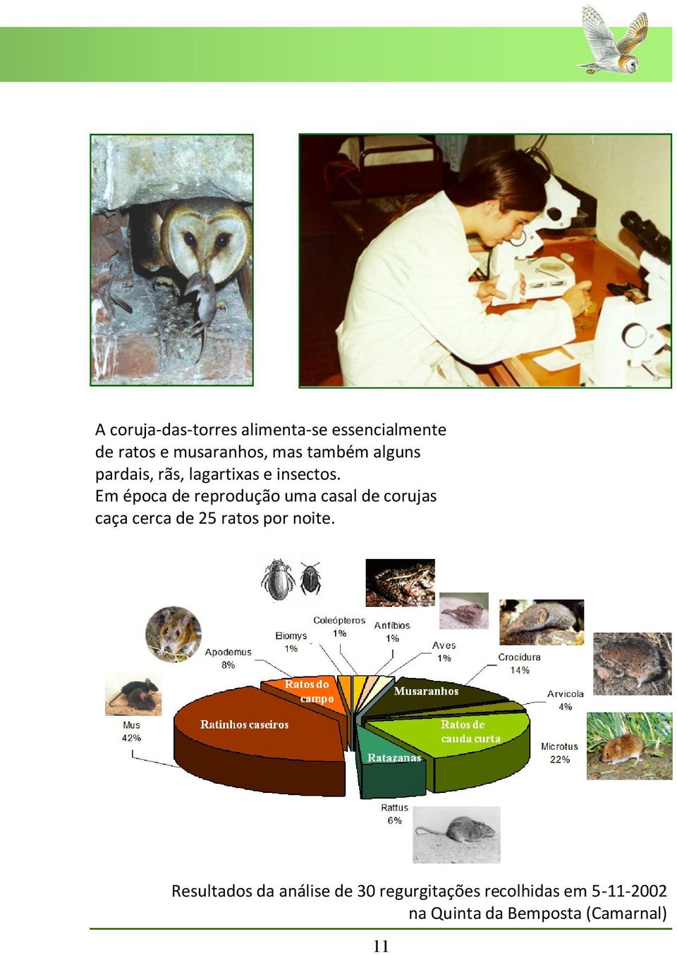 Em época de reprodução uma casal de corujas caça cerca de 25 ratos por