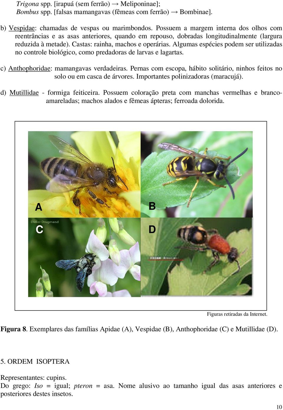 Algumas espécies podem ser utilizadas no controle biológico, como predadoras de larvas e lagartas. c) Anthophoridae: mamangavas verdadeiras.