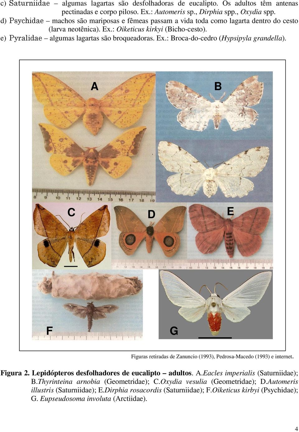 A C F E D G Figuras retiradas de Zanuncio (1993), Pedrosa-Macedo (1993) e internet. Figura 2. Lepidópteros desfolhadores de eucalipto adultos. A.Eacles imperialis (Saturniidae);.