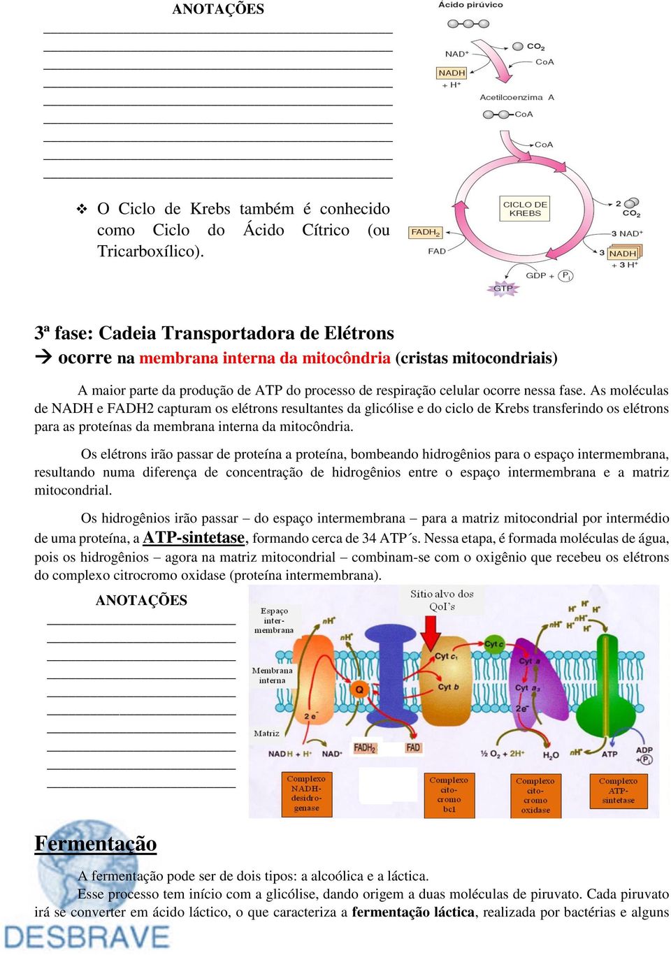 As moléculas de NADH e FADH2 capturam os elétrons resultantes da glicólise e do ciclo de Krebs transferindo os elétrons para as proteínas da membrana interna da mitocôndria.