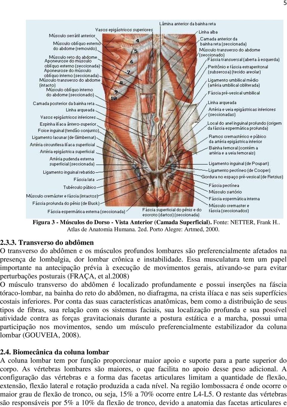 2008) O músculo transverso do abdômen é localizado profundamente e possui inserções na fáscia tóraco-lombar, na bainha do reto do abdômen, no diafragma, na crista ilíaca e nas seis superfícies