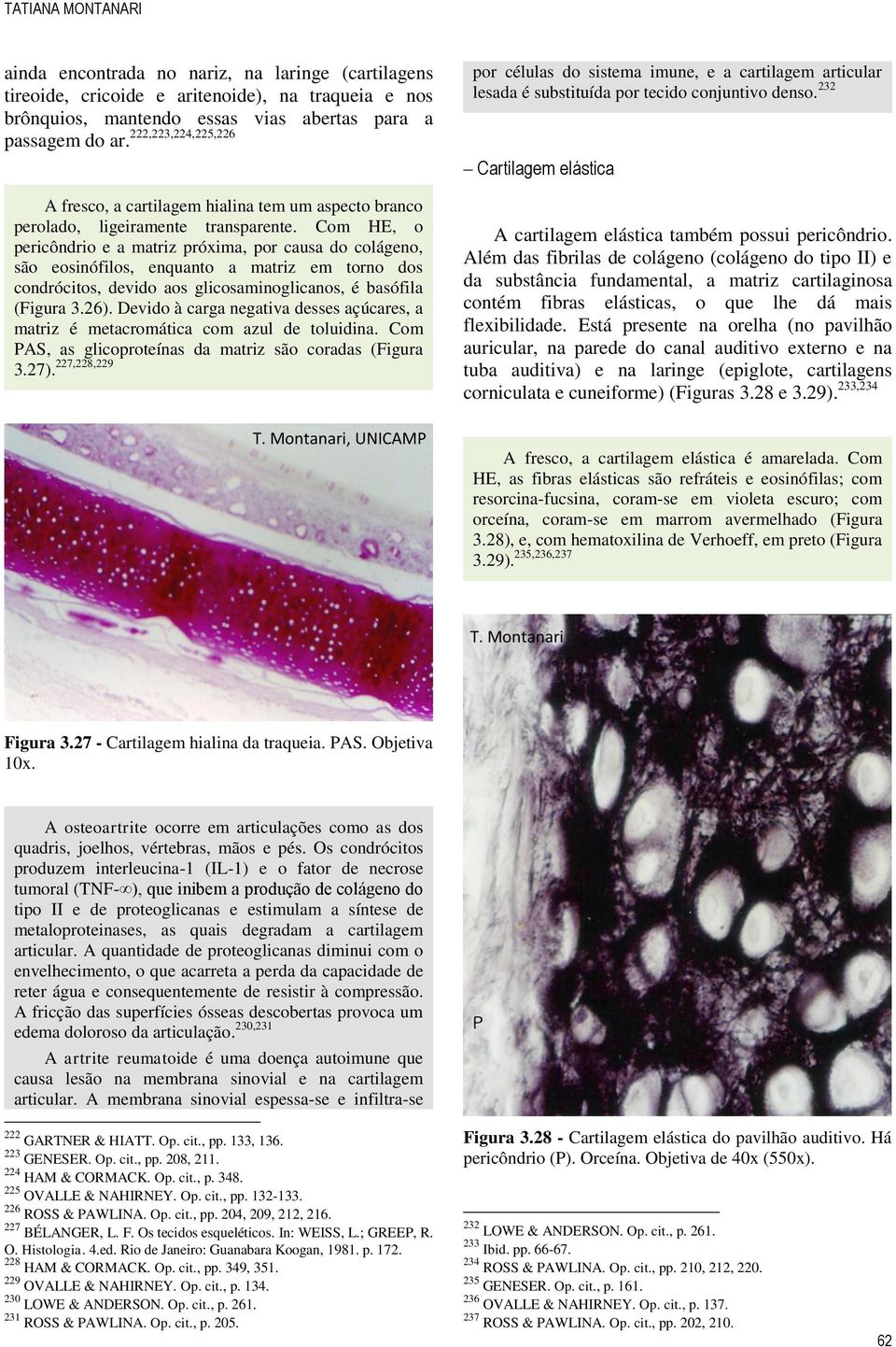 Com HE, o pericôndrio e a matriz próxima, por causa do colágeno, são eosinófilos, enquanto a matriz em torno dos condrócitos, devido aos glicosaminoglicanos, é basófila (Figura 3.26).