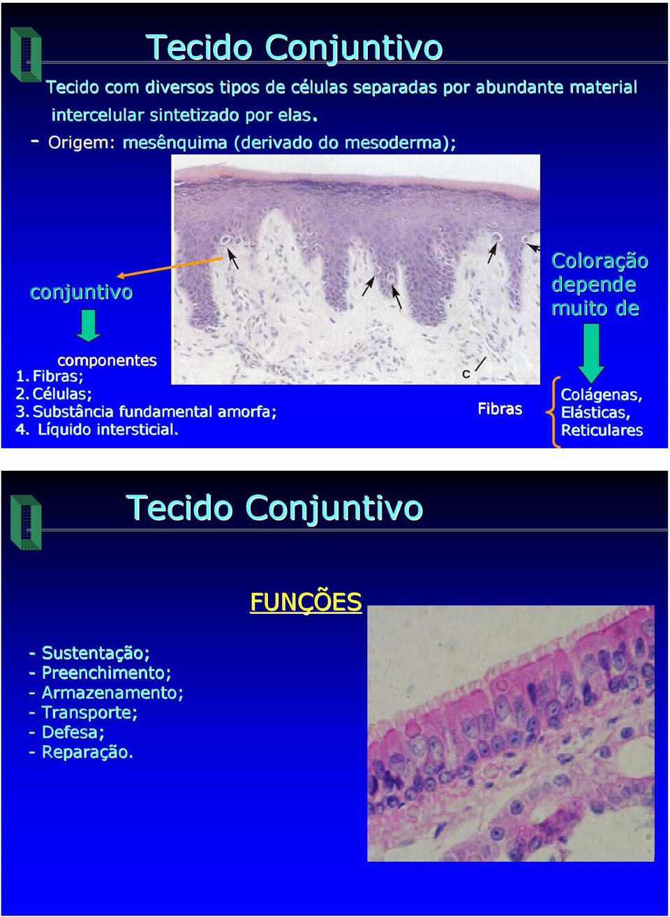 - Origem: mesênquima (derivado do mesoderma); conjuntivo Coloração depende muito de componentes 1. Fibras; 2.