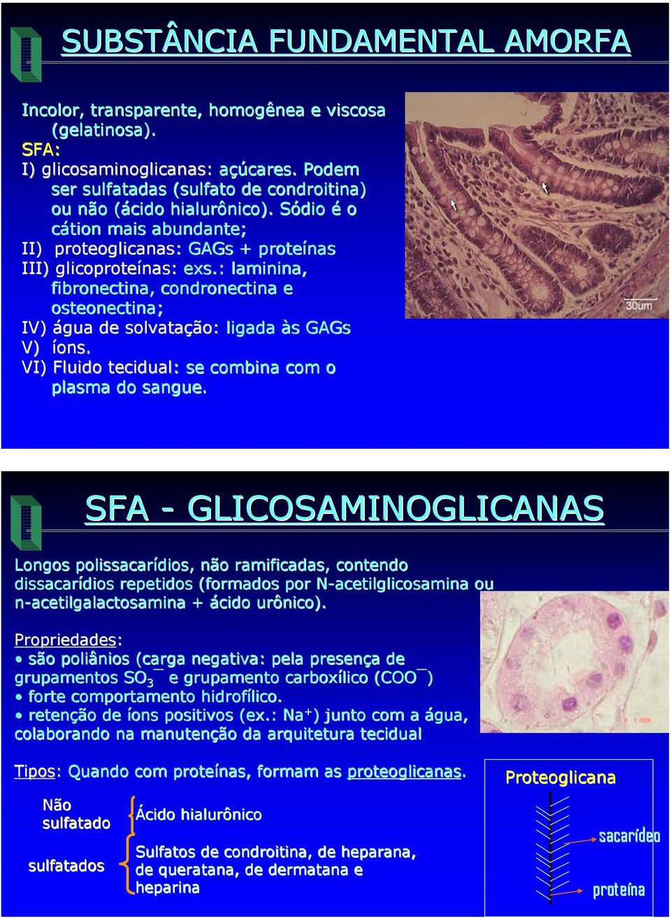 : laminina, fibronectina, condronectina e osteonectina; IV) água de solvatação: ligada às s GAGs V) íons. VI) Fluido tecidual: : se combina com o plasma do sangue.