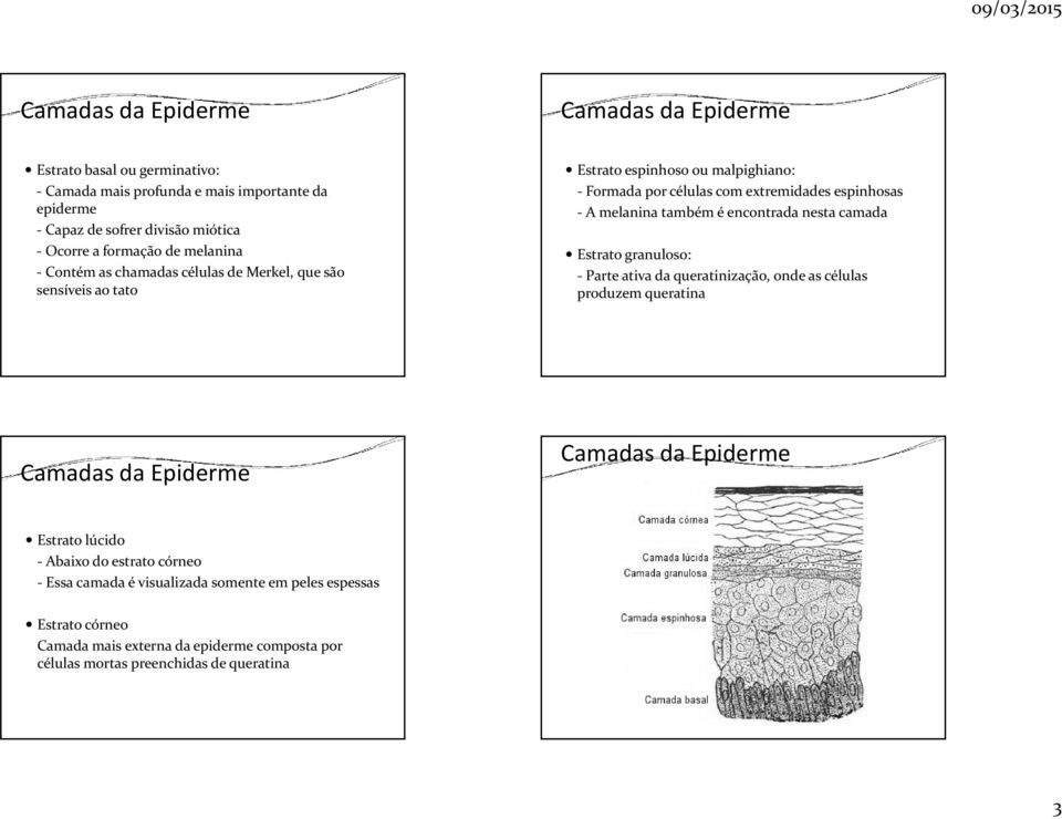 também é encontrada nesta camada Estrato granuloso: -Parte ativa da queratinização, onde as células produzem queratina Camadas da Epiderme Camadas da Epiderme Estrato lúcido -