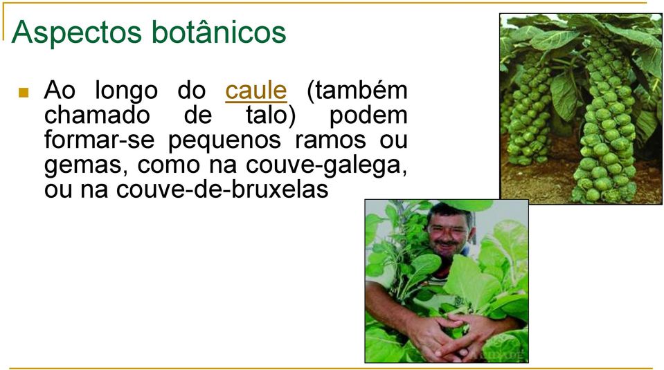 formar-se pequenos ramos ou gemas,