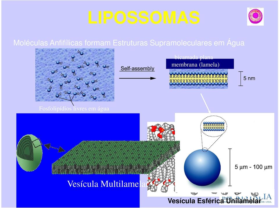 plana membrana (lamela) Fosfolipídios livres