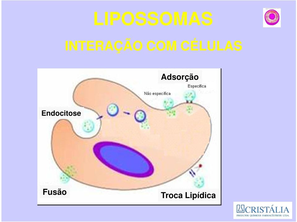 CÉLULAS Adsorção