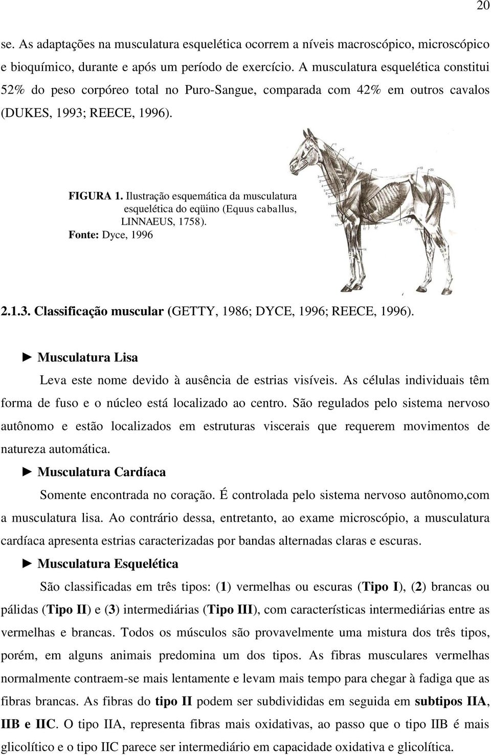 Ilustração esquemática da musculatura esquelética do eqüino (Equus caballus, LINNAEUS, 1758). Fonte: Dyce, 1996 2.1.3. Classificação muscular (GETTY, 1986; DYCE, 1996; REECE, 1996).