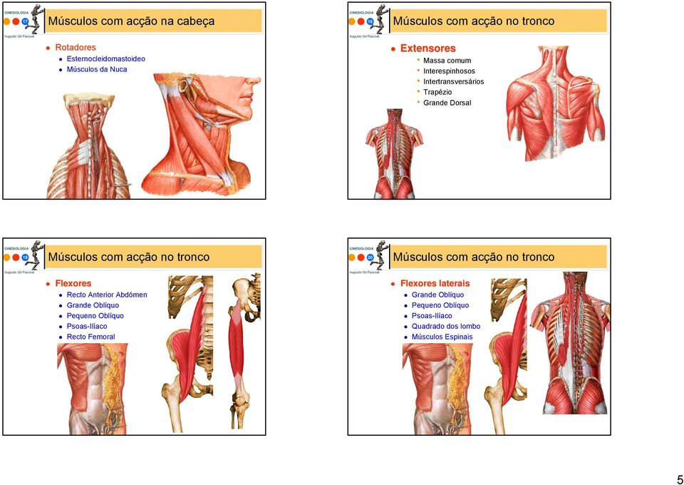 Abdómen Grande Oblíquo Pequeno Oblíquo Psoas-Ilíaco Recto Femoral Flexores laterais