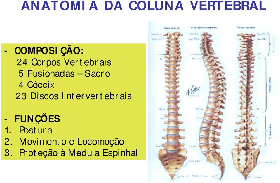 Intervertebrais - FUNÇÕES 1. Postura 2.