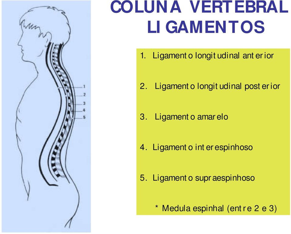 Ligamento longitudinal posterior 3.