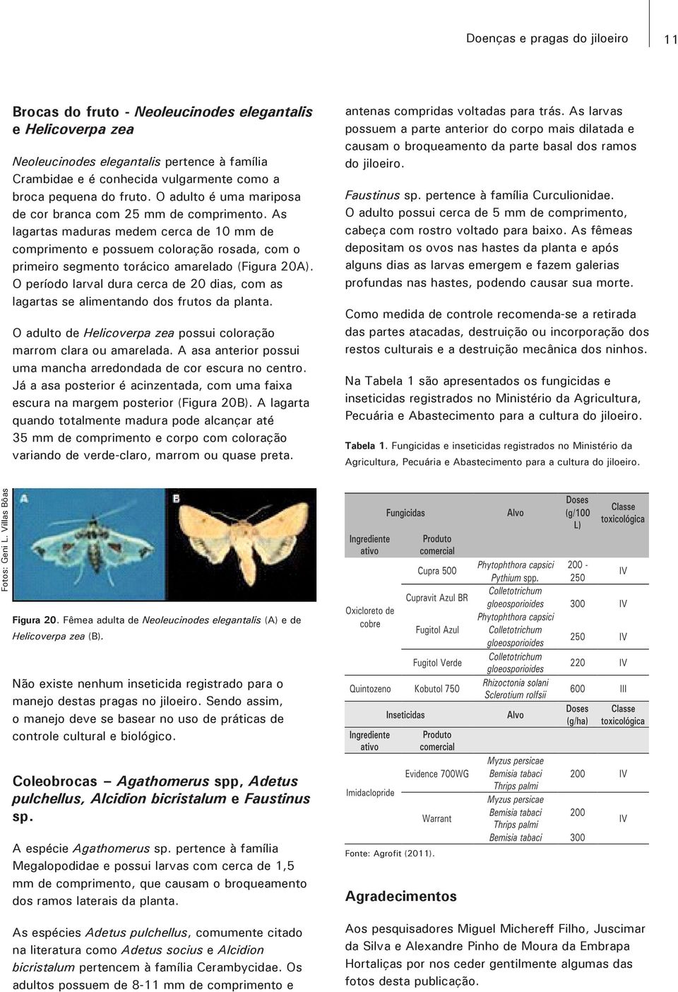 As lagartas maduras medem cerca de 10 mm de comprimento e possuem coloração rosada, com o primeiro segmento torácico amarelado (Figura 20A).