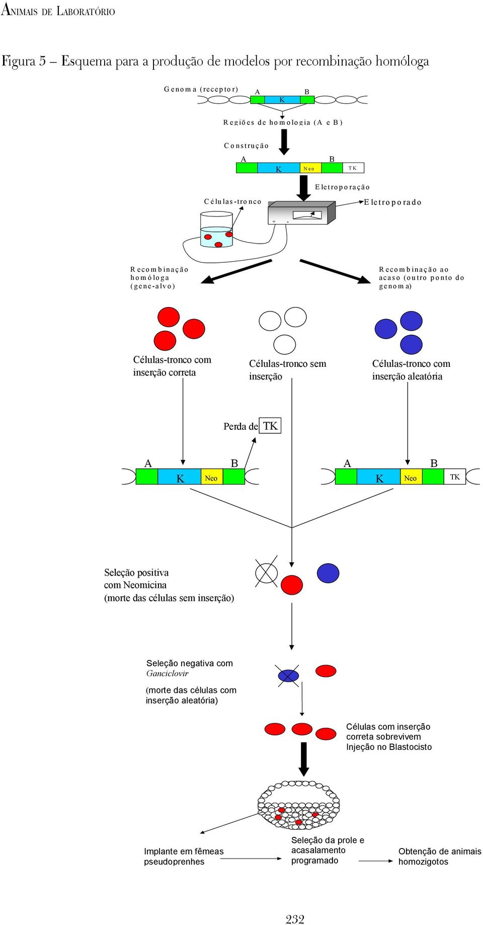n o m a ) Células-tronco com inserção correta Células-tronco sem inserção Células-tronco com inserção aleatória Perda de TK A K Neo B A K Neo B TK Seleção positiva com Neomicina (morte das células