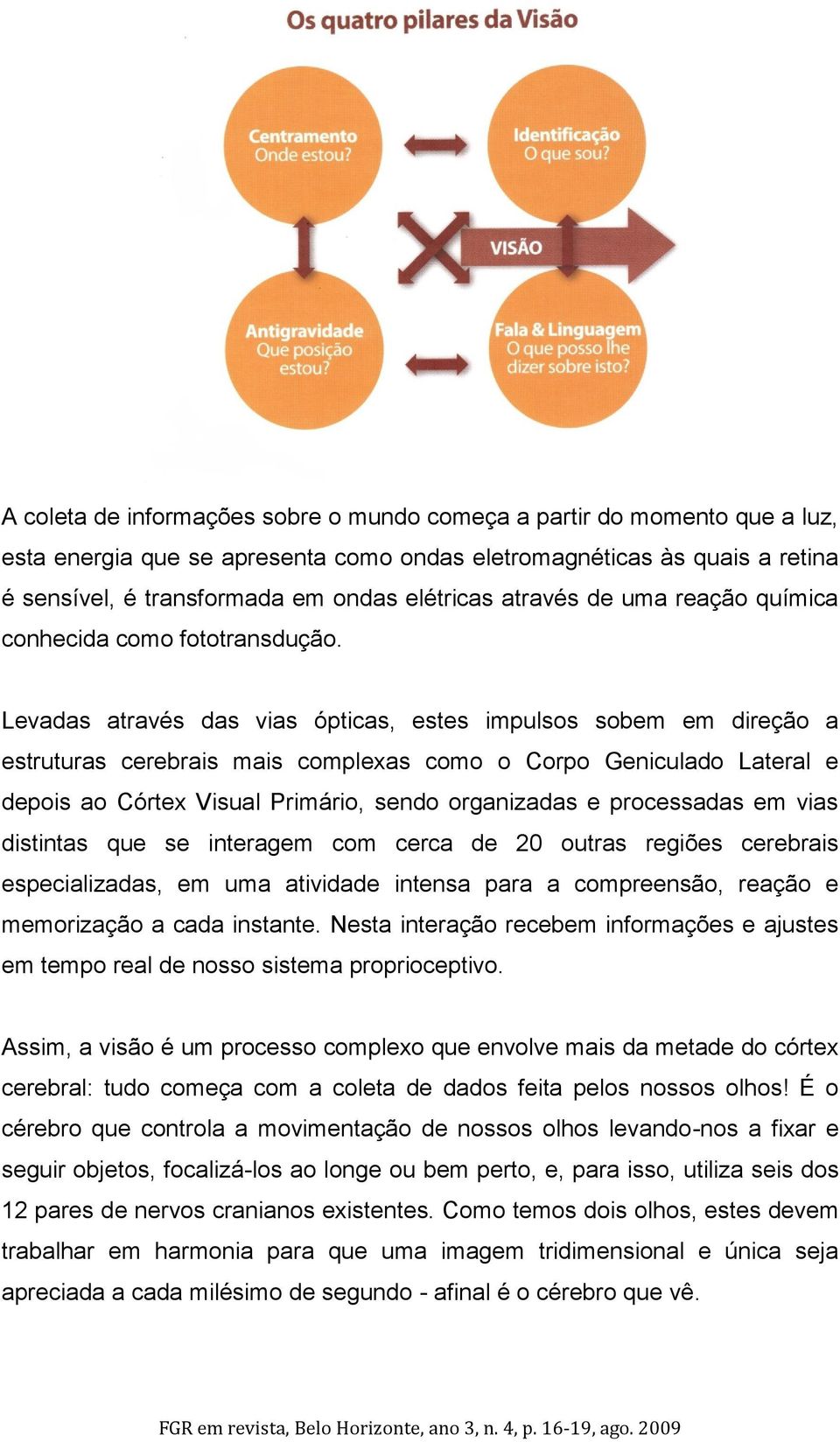 Levadas através das vias ópticas, estes impulsos sobem em direção a estruturas cerebrais mais complexas como o Corpo Geniculado Lateral e depois ao Córtex Visual Primário, sendo organizadas e