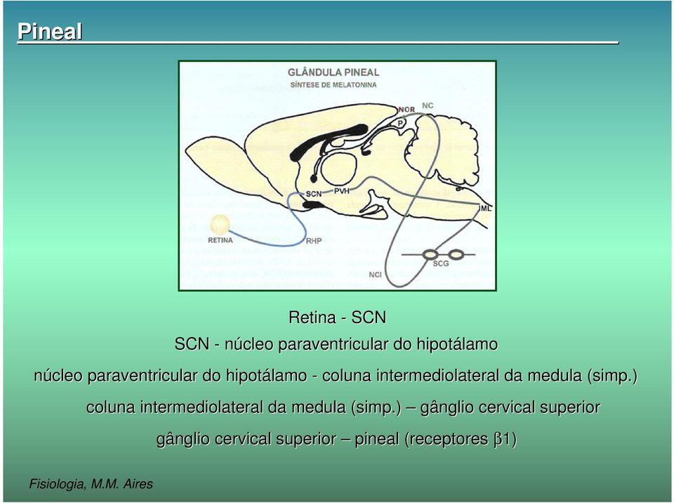 simp.) coluna intermediolateral da medula (simp( simp.