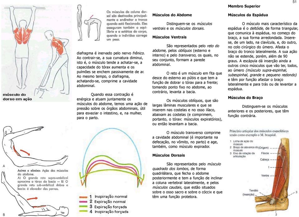 Ao mesmo tempo, o diafragma, achatando-se, comprime a cavidade abdominal.