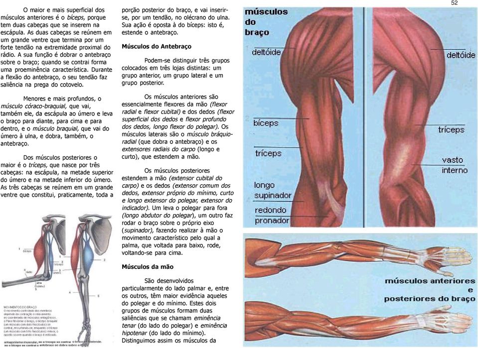 A sua função é dobrar o antebraço sobre o braço; quando se contrai forma uma proeminência característica. Durante a flexão do antebraço, o seu tendão faz saliência na prega do cotovelo.