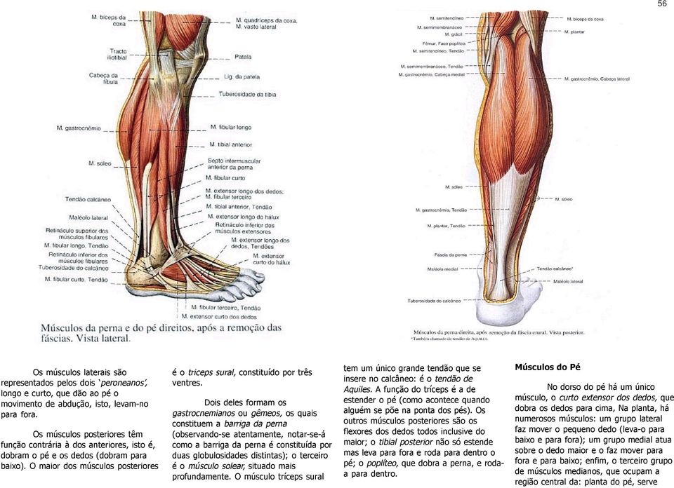 Dois deles formam os gastrocnemianos ou gêmeos, os quais constituem a barriga da perna (observando-se atentamente, notar-se-á como a barriga da perna é constituída por duas globulosidades distintas);