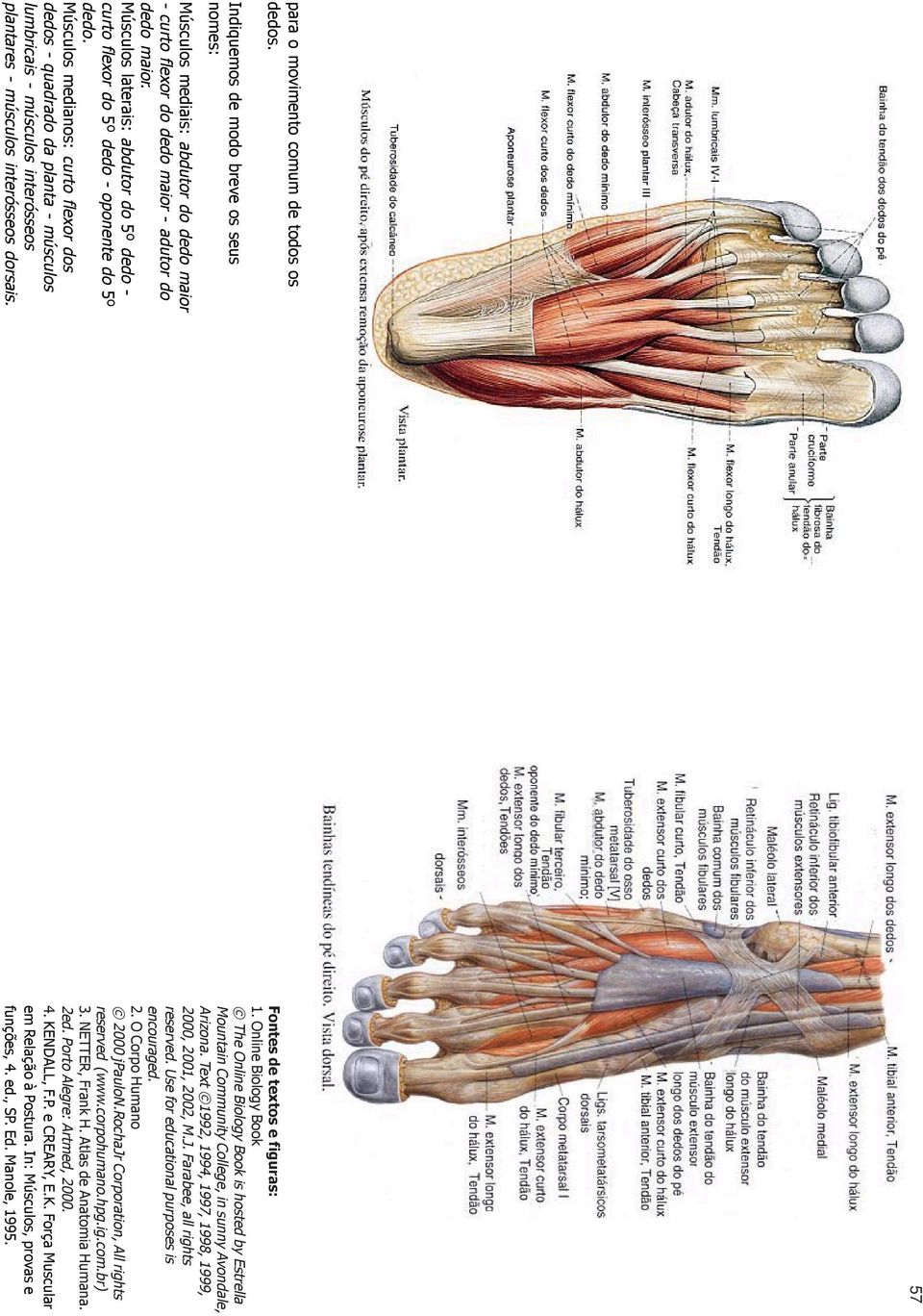 Músculos medianos: curto flexor dos dedos - quadrado da planta - músculos lumbricais - músculos interósseos plantares - músculos interósseos dorsais. 57 Fontes de textos e figuras: 1.