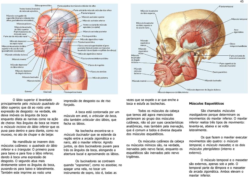 Na mandíbula se inserem dois músculos cutâneos: o quadrado do lábio inferior e o triangular. O primeiro puxa para baixo e para fora o lábio inferior, dando à boca uma expressão de desgosto.