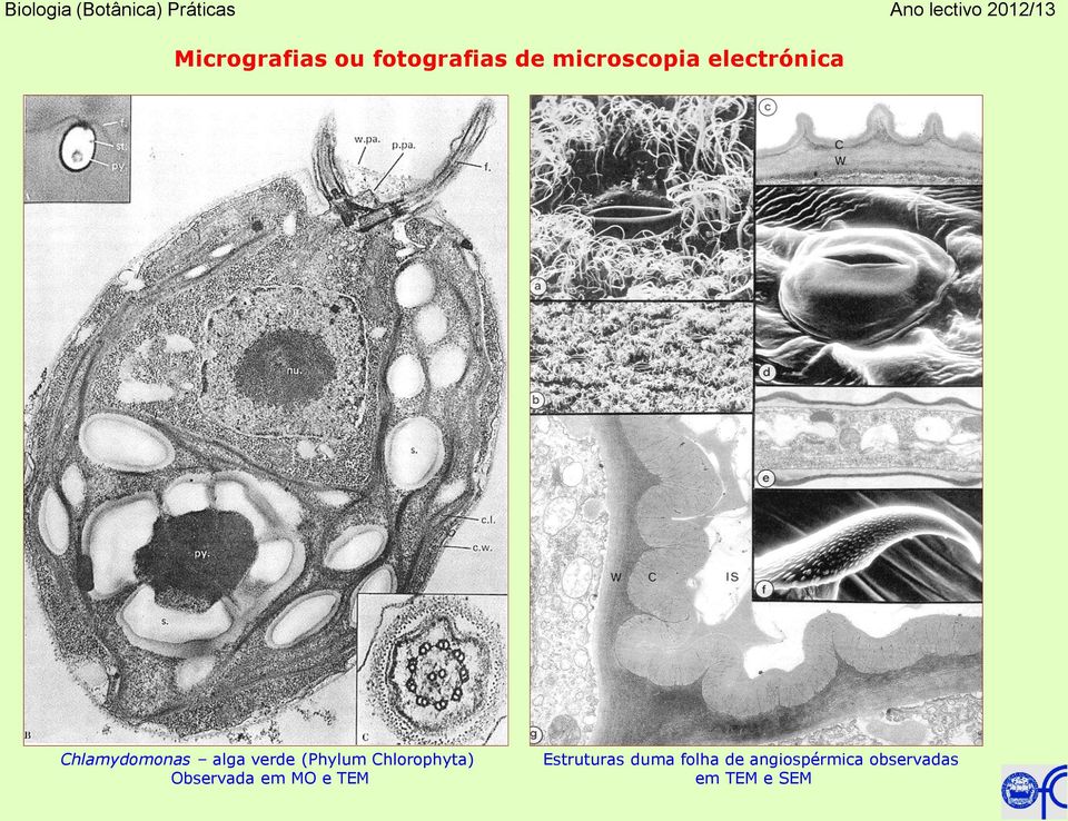 Chlorophyta) Observada em MO e TEM Estruturas