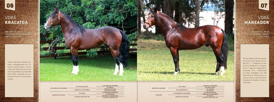 Sua mãe é filha de BT Norte, cavalo filho de La Invernada Hornero em linha materna uruguaia.