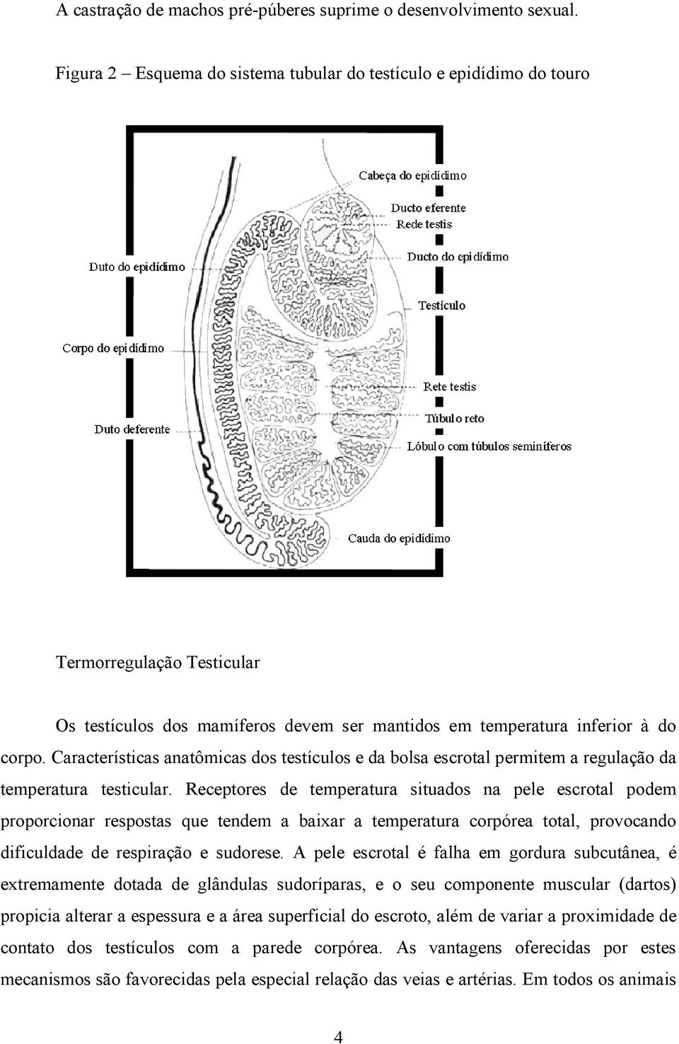 Características anatômicas dos testículos e da bolsa escrotal permitem a regulação da temperatura testicular.