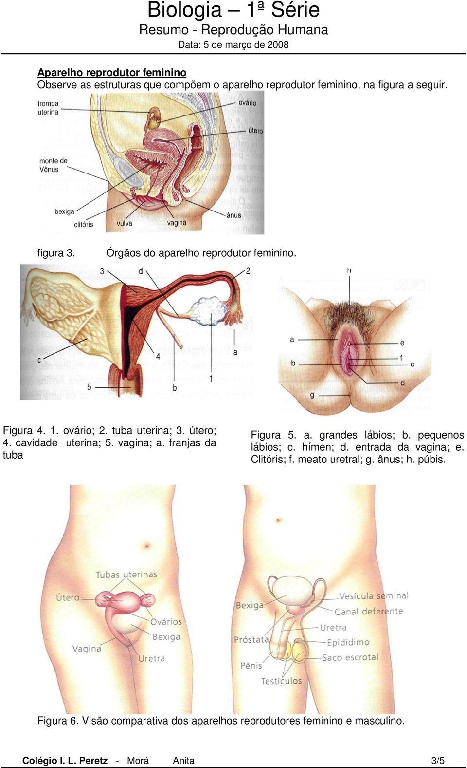 franjas da tuba Figura 5. a. grandes lábios; b. pequenos lábios; c. hímen; d. entrada da vagina; e. Clitóris; f.