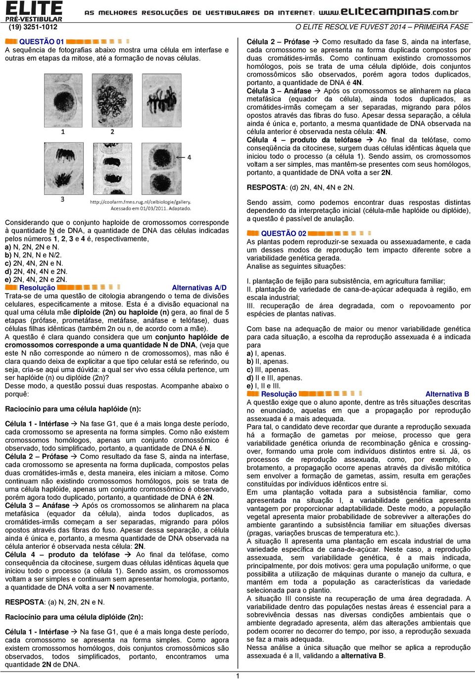 Como continuam existindo cromossomos homólogos, pois se trata de uma célula diplóide, dois conjuntos cromossômicos são observados, porém agora todos duplicados, portanto, a quantidade de DNA é 4N.