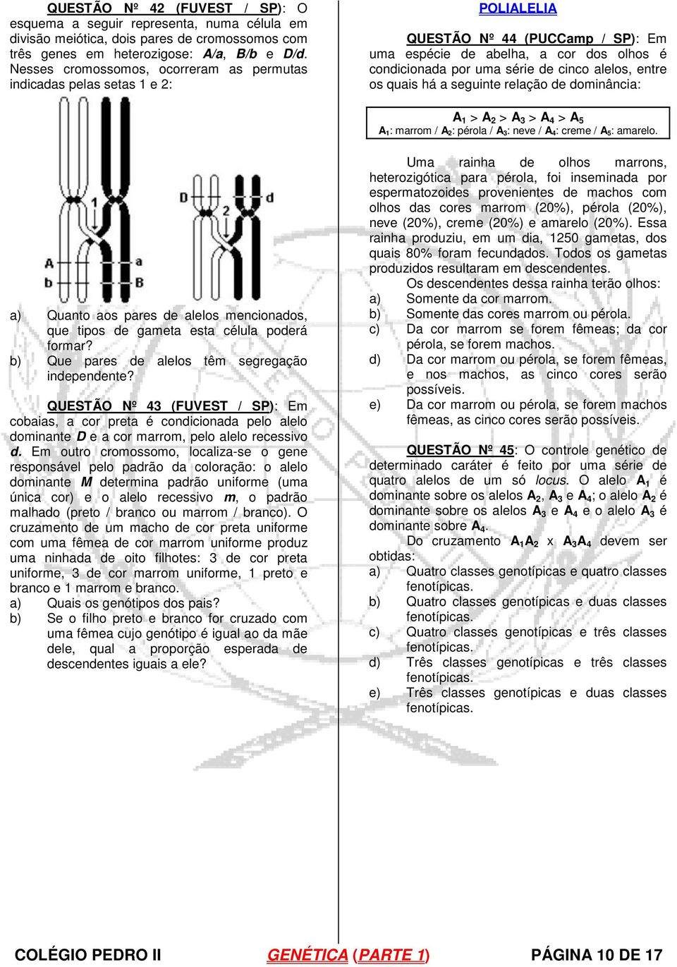 relação de dominância: A > A 2 > A > A 4 > A 5 A : marrom / A 2: pérola / A : neve / A 4: creme / A 5: amarelo a) Quanto aos pares de alelos mencionados, que tipos de gameta esta célula poderá formar?