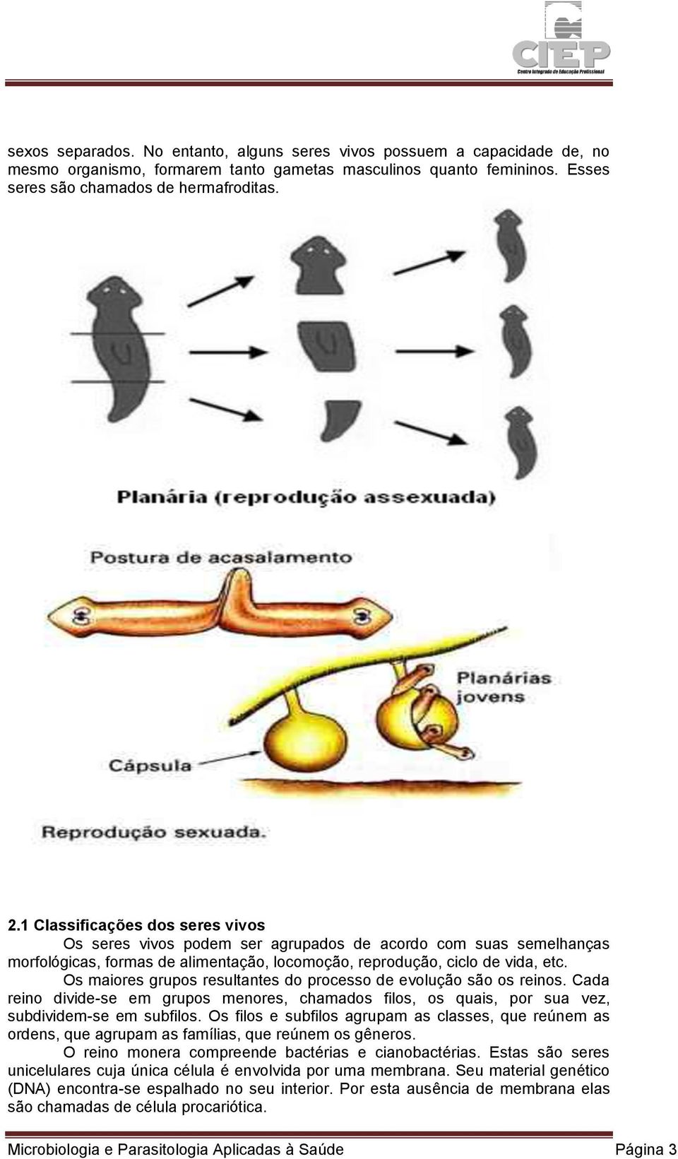 Os maiores grupos resultantes do processo de evolução são os reinos. Cada reino divide-se em grupos menores, chamados filos, os quais, por sua vez, subdividem-se em subfilos.