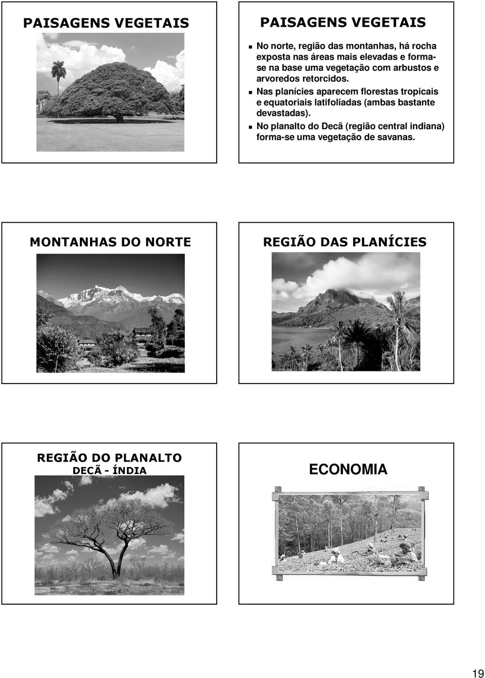 Nas planícies aparecem florestas tropicais e equatoriais latifoliadas (ambas bastante devastadas).